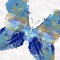 Blue Butterfly Poster Print by Eva Watts - Item # VARPDXEW190A